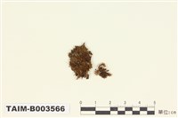 藏品(仙鶴苔屬)的圖片